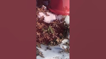 Extra mulch does the trick in the winter #garden #gardening #coldframe #mulch