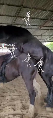 Cheval sex😂😂