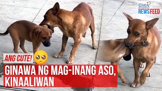 Ang cute! Ginawa ng maginang aso, kinaaliwan | GMA Integrated Newsfeed