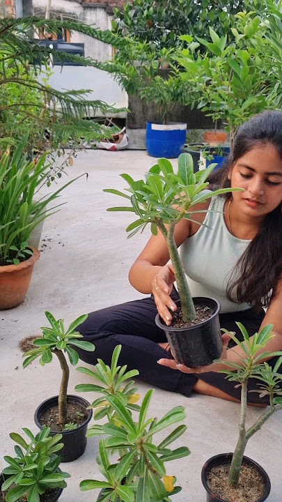 I made Adenium seedlings from stems 😯😯 #trending #minivlog #garden #adenium #viralvideo #shorts #...