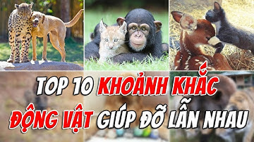 Top 10 Khoảnh Khắc Động Vật Giúp Đỡ Lẫn Nhau - Tình Bạn Không Biên Giới | TOP 1 THẾ GIỚI