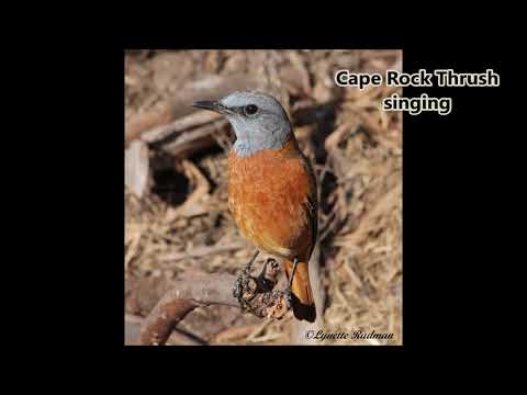 Cape Rock Thrush Singing