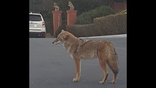 Coyote Stern Grove San Francisco by Canis Amator 58 views 4 years ago 1 minute, 29 seconds