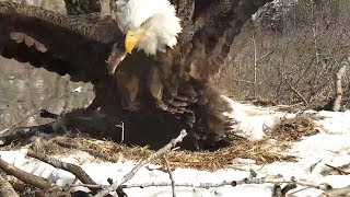 Decorah Eagles | Mom Decorah caught a mouse! With slo mo ~ 03-05-2019