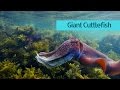Australian Giant Cuttlefish at Shelly Beach HD