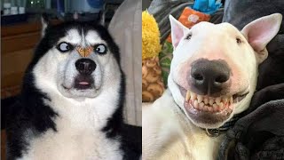 FUNNY DOGS VIDEO COMPILATION 🐶 - TRY NOT TO LAUGH!!! 😂🤍 - Funny Pets by Funny Pets 2,273 views 2 years ago 6 minutes, 20 seconds