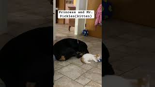 Dog and kitten | Rottweiler and cat