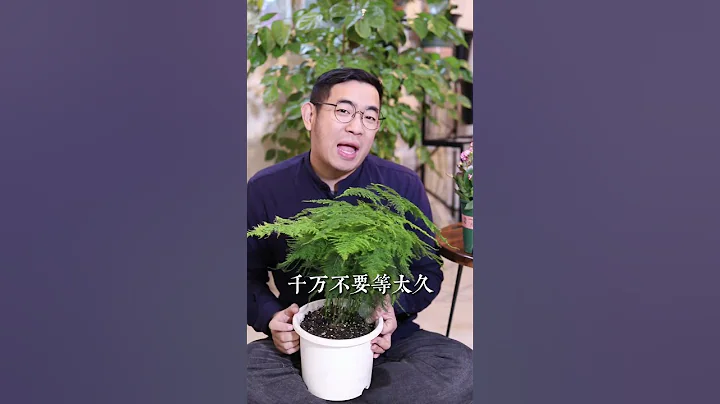 養文竹怎麽澆水？ - 天天要聞
