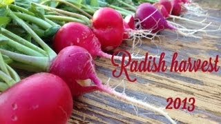 Radish Harvest (October 2013)