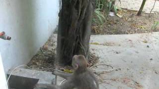 Monkey In Our Front Yard