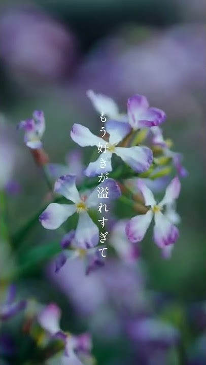 マルシィ Youtube