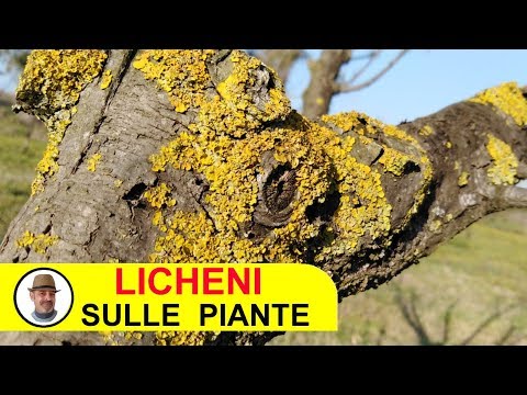 Video: Licheni degli alberi: trattamento dei licheni sulla corteccia degli alberi