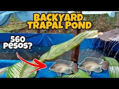 Part 1: LOW BUDGET TRAPOND (560 pesos only) 3m x 4m TRAPAL POND | Fish Pond Without Water Pump