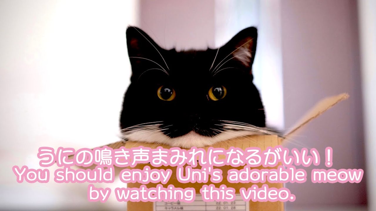 うに@ねこ休み展/unico_uniuni/うにうに絵日記 | ＃OSHINEKO