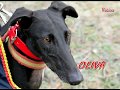 VideoSabino GALGOS FCMG -  30/11/2019/Serranillos del Valle (M)