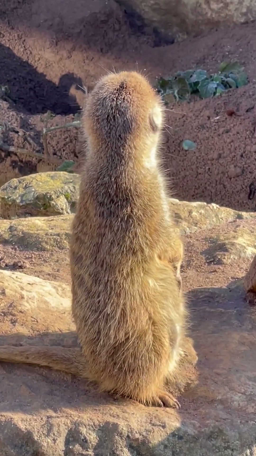 Cute Mongoose