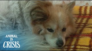 Abandoned Dog Misses His Grandmother With Dementia Who Went Missing | Animal in Crisis EP70 Abandoned Dog Misses His Grandmother With Dementia Who Went Missing | Animal in Crisis EP70