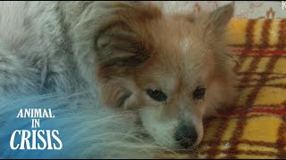 Abandoned Dog Misses His Grandmother With Dementia Who Went Missing | Animal in Crisis EP70