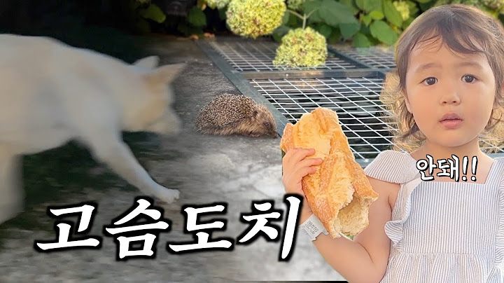 네덜란드에서 고슴도치를 처음 보고 물어버린 진돗개..
