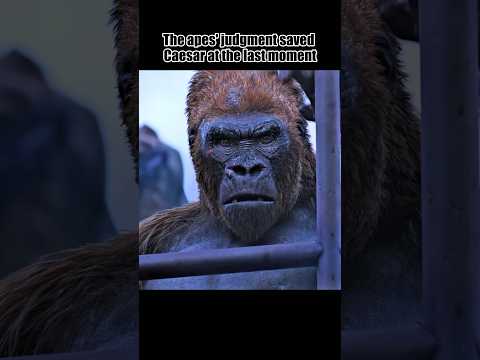 “ The ape