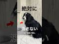 のんびりどんちゃん、頑固な一面もあり。 #バーニーズマウンテンドッグ