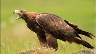 Aquila chrysaetos