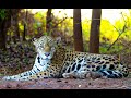 The Jaguar Wildlife Corridor Aug 1, 2021