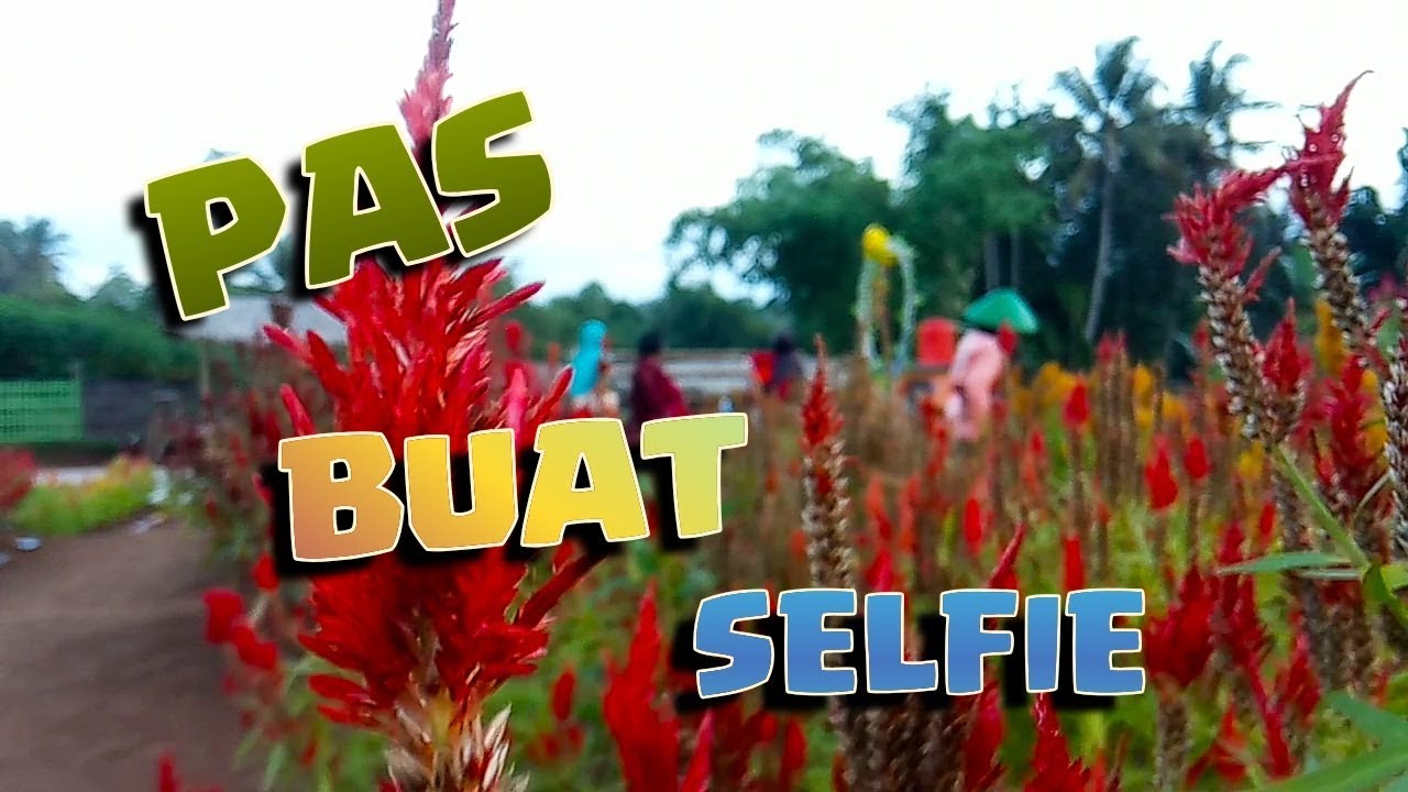 Indahnya Taman  Bunga  Baru di Desa Merden YouTube