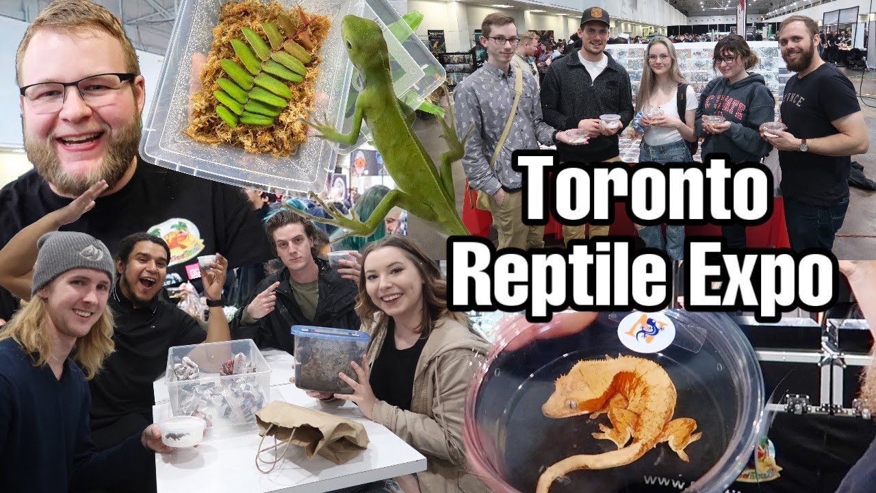 Toronto Reptile Expo February 2020 | Reptiles, Plants and More! - YouTube