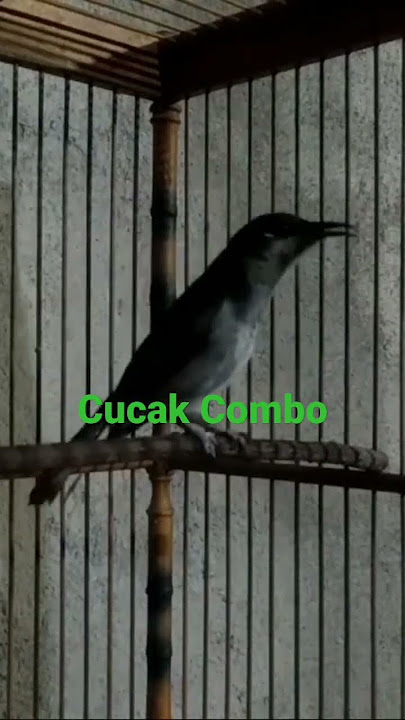 Cucak Combo Gacor #cucakcombo #cucakcombogacor
