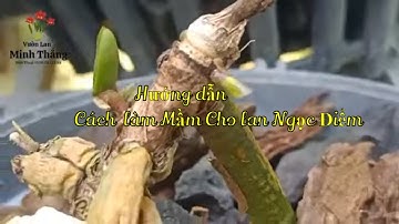 Vườn lan Minh Thắng - Hướng Dẫn Kích mầm cho hoa lan ngọc điểm ( Đai Châu)