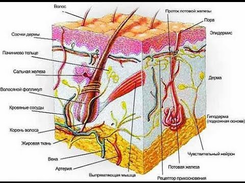 Кожа человека - строение, функции и свойства