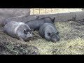 Поросята откормыши мраморные  и черные //первая охота свинок в 3,5 месяца