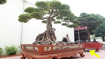 LẠ: Mua được "cây sanh quý", đại gia MỞ TIỆC ăn mừng...