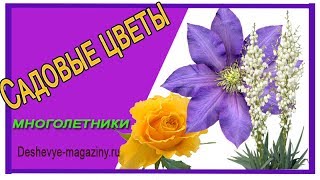 Многолетние садовые цветы. Многолетники цветущие