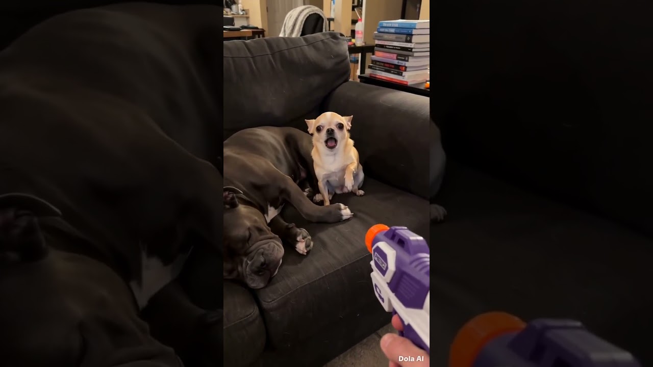 The Funniest Dog Duo 😂🐶