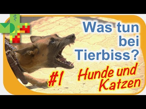 Video: Welche Arten von Infektionen können Hunde durch Katzenbisse bekommen?