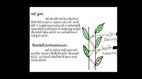 B.Sc./Botany/Sem-1/Unit-2/Types of Alternate and Opposite Phyllotaxy