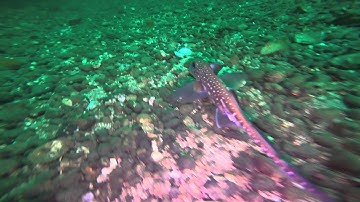 Gopro - Three Tree Point, Burien, WA