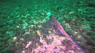 Gopro - Three Tree Point, Burien, WA