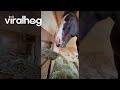Horse Keeps Dipping Hay In Water Bowl || ViralHog