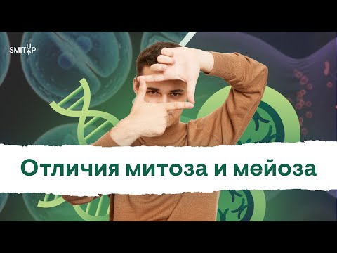 Отличия митоза и мейоза | Биология с Мишей Гис