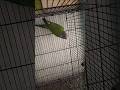 Does Your Parrot REALLY Miss You? #parrot