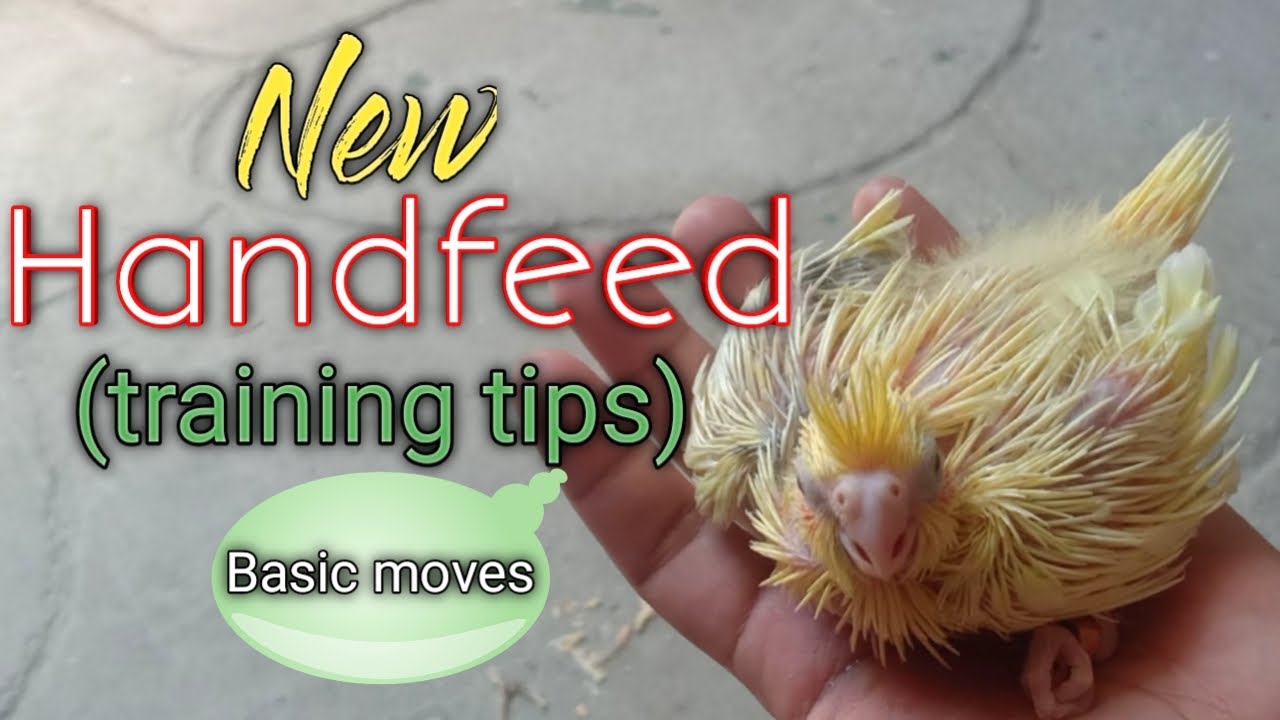Handfeed cockatiel bird (Basic tips)