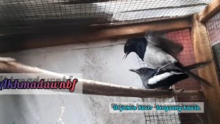 KACER JANTAN BARU MASUK LANGSUNG KAWIN||PANCINGAN KACER BUAT BIRAHI SUPAYA CEPAT KAWIN#hqbirdfarm