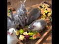 Cute rabbits eating food