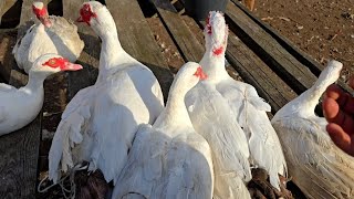 картинка: Тяжеловесы😱🦆!Вес мускусных уток тяжёлой линии!  Какой вес кроликов на пенсии?)