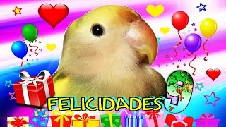 el CUMPLEAÑOS de mi querido agaporni Pluma y su &quot;REGALO&quot;