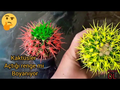 Video: Renkli iğneli kaktüsler: fotoğraf, evde bakım