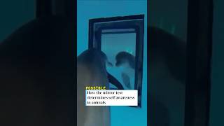 How the mirror test determines self awareness in animals.